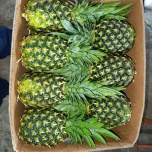 PINEAPPLES - MD2