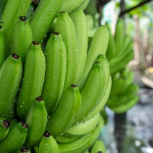 Plantains - Barraganete